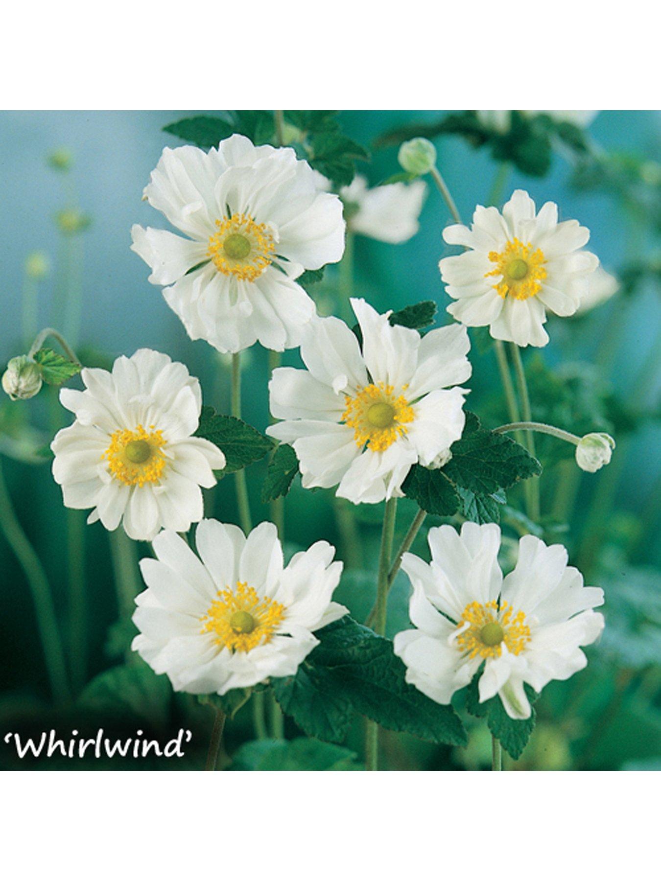 Image 4 of 4 of You Garden Hardy Japanese Anemone Collection 3 x 9cm Potted Plants