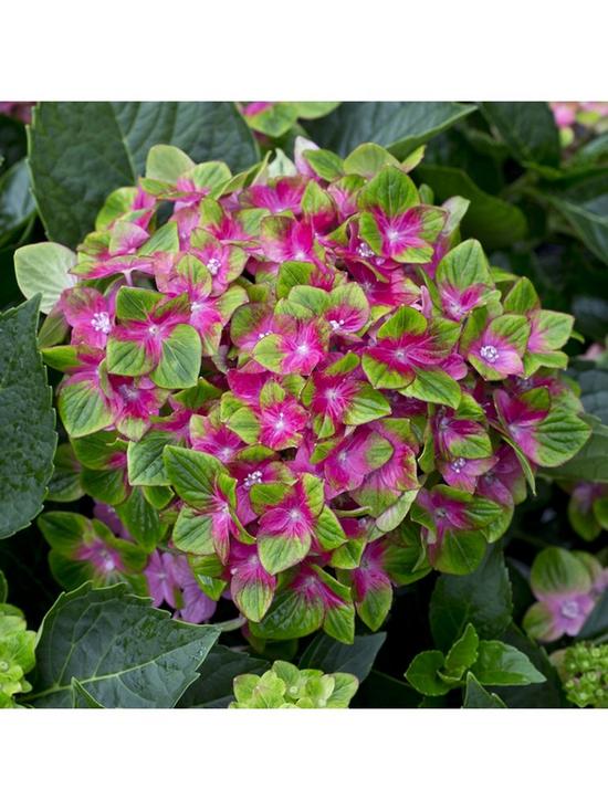 front image of hydrangea-glam-rock-2-x-9cm-potted-plants
