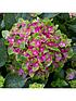  image of hydrangea-glam-rock-2-x-9cm-potted-plants