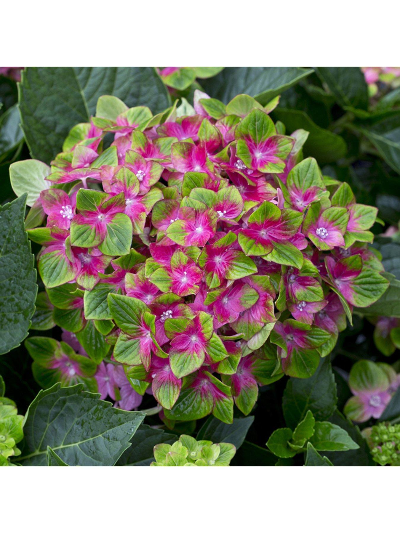 Image 1 of 4 of You Garden Hydrangea Glam Rock 2 x 9cm Potted Plants