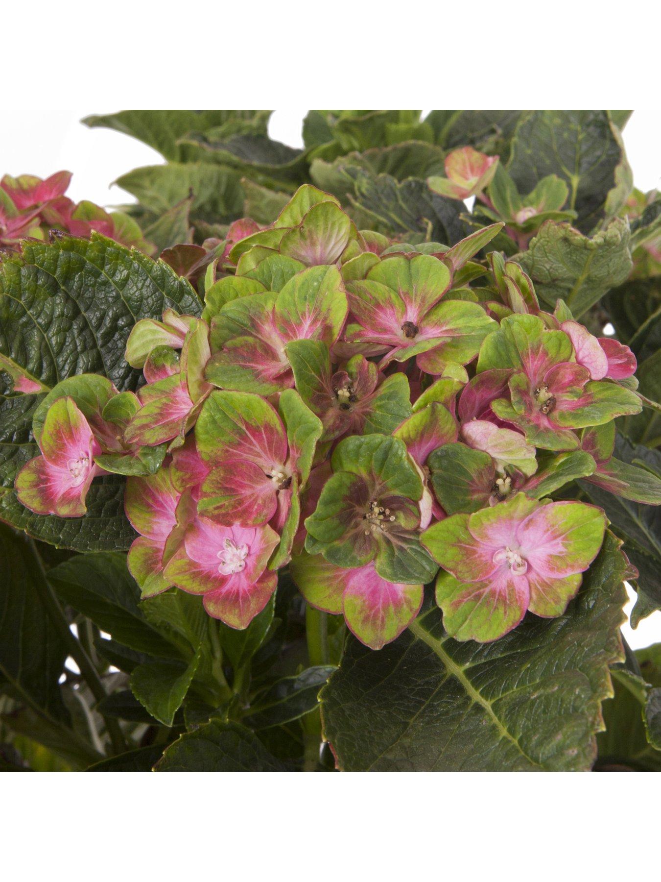 Image 2 of 4 of You Garden Hydrangea Glam Rock 2 x 9cm Potted Plants