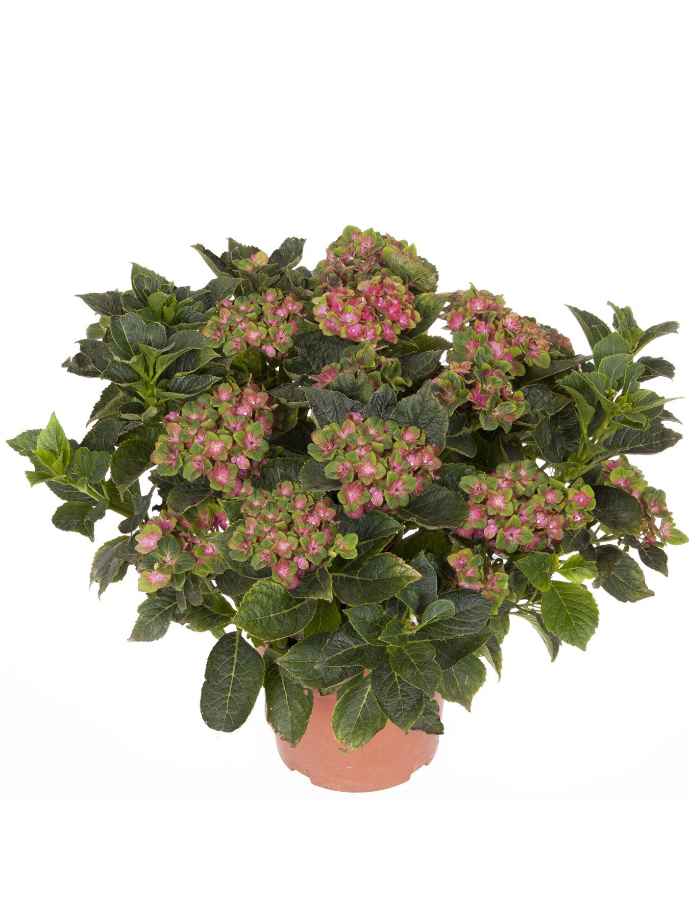 Image 3 of 4 of You Garden Hydrangea Glam Rock 2 x 9cm Potted Plants