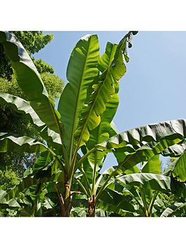 Very  Musa Basjoo Hardy Banana Plant 50Cm Tall 1L Potted Plant