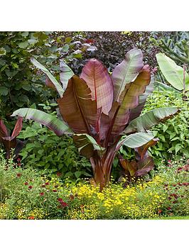Very  Ensete Maurellii Red Banana Plant 50Cm Tall 1L Potted Plant