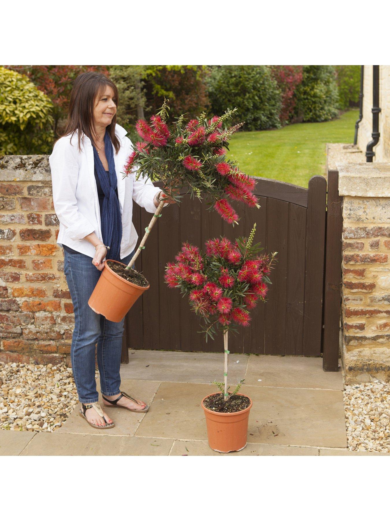  image of you-garden-callistemon-bottlebrush-standard
