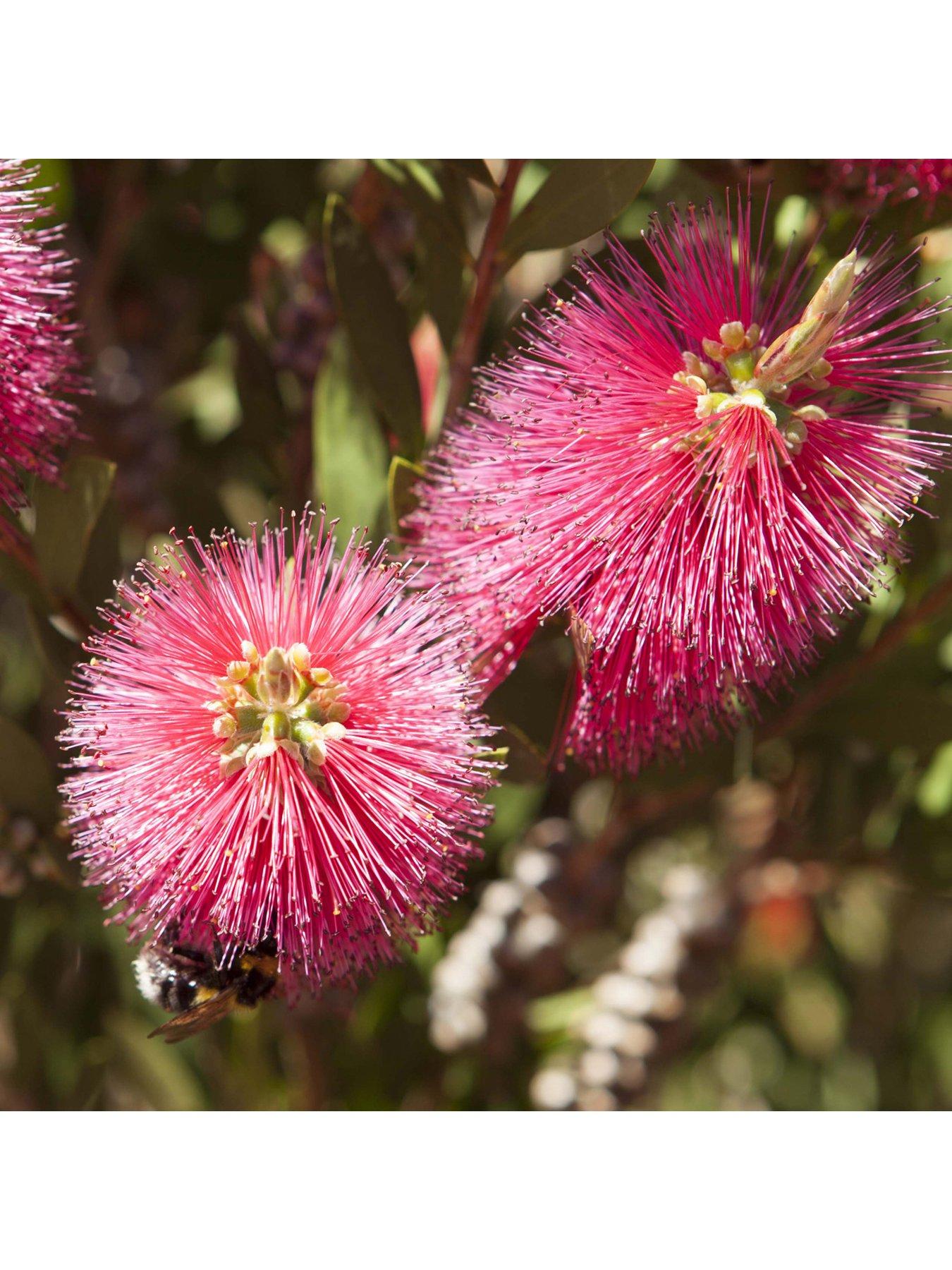  image of you-garden-callistemon-bottlebrush-standard