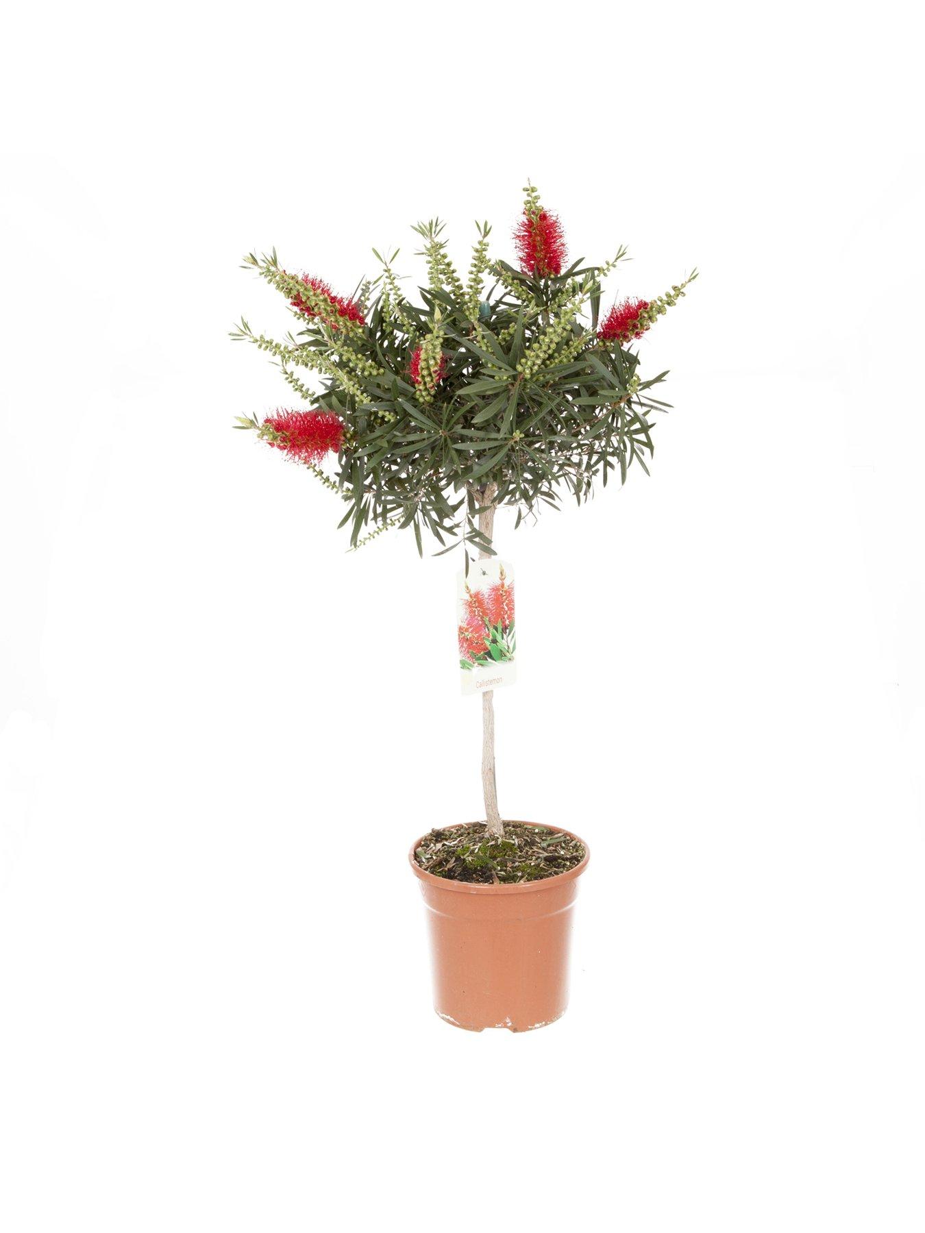  image of you-garden-callistemon-bottlebrush-standard