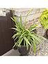  image of agapanthus-africanus-blue-5l-potted-plant