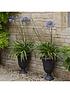 image of agapanthus-africanus-blue-5l-potted-plant