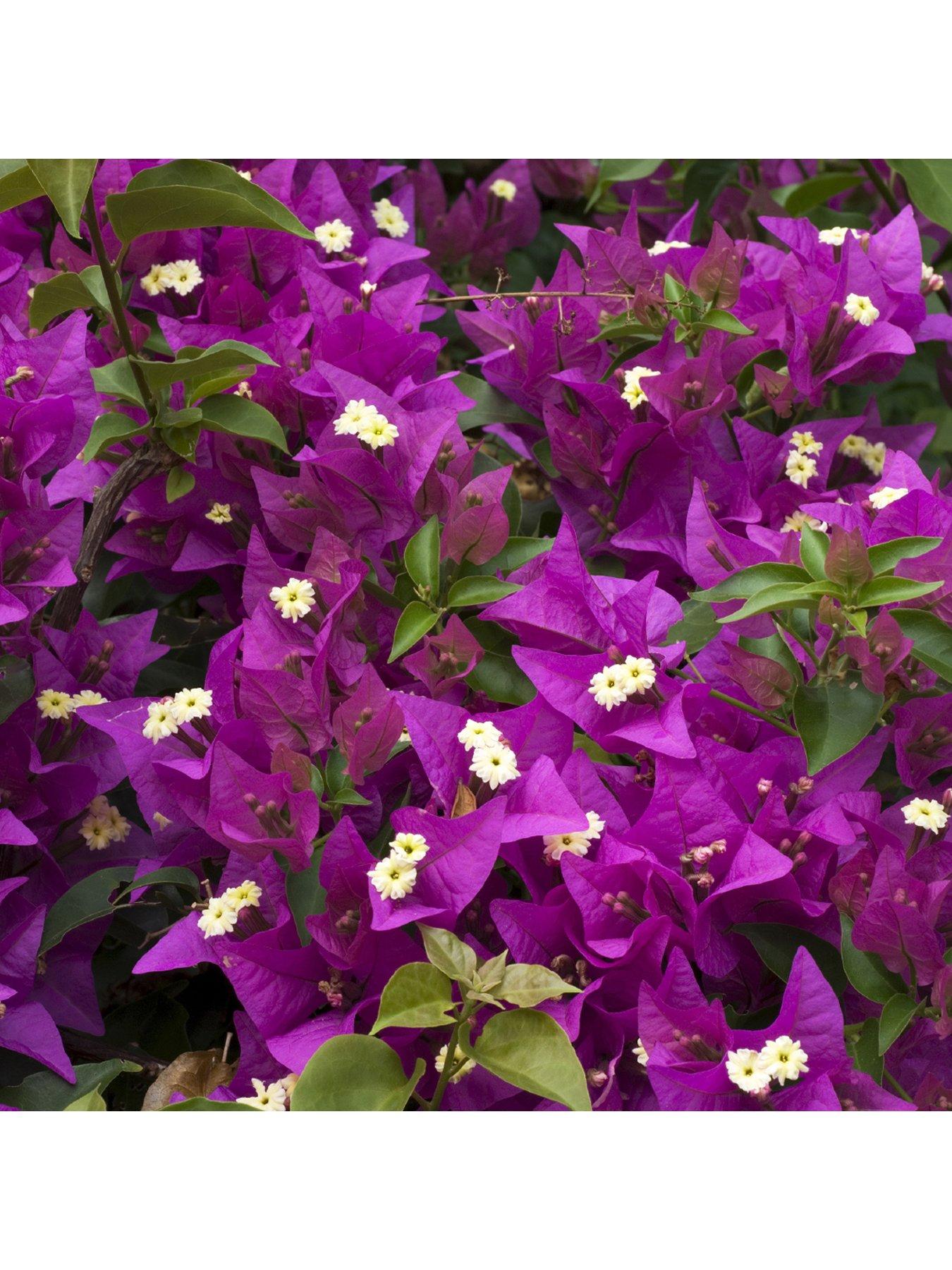 You Garden Bougainvillea Pink Pillar 3L Potted Plant 1.4M Tall