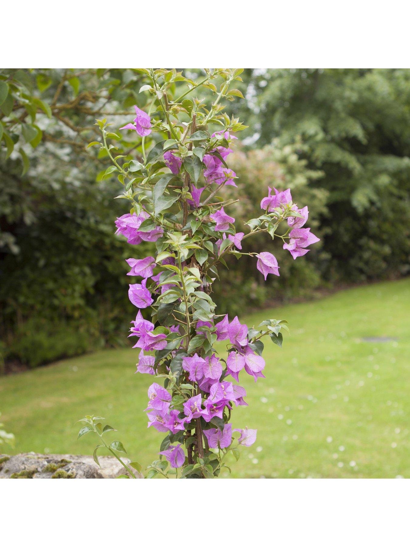Image 2 of 5 of You Garden Bougainvillea Pink Pillar 3L Potted Plant 1.4M Tall