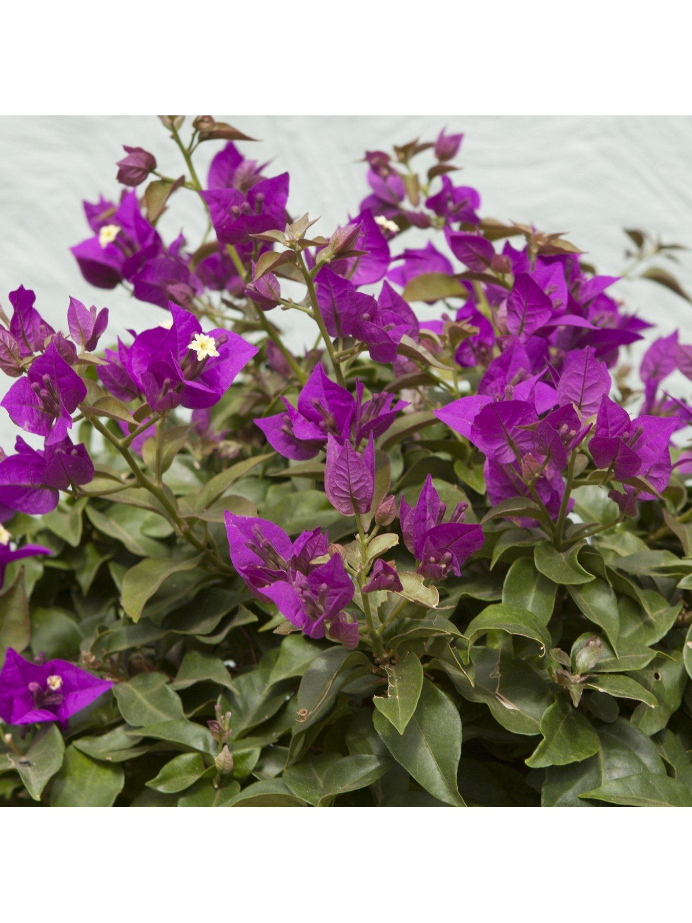 Image 3 of 5 of You Garden Bougainvillea Pink Pillar 3L Potted Plant 1.4M Tall