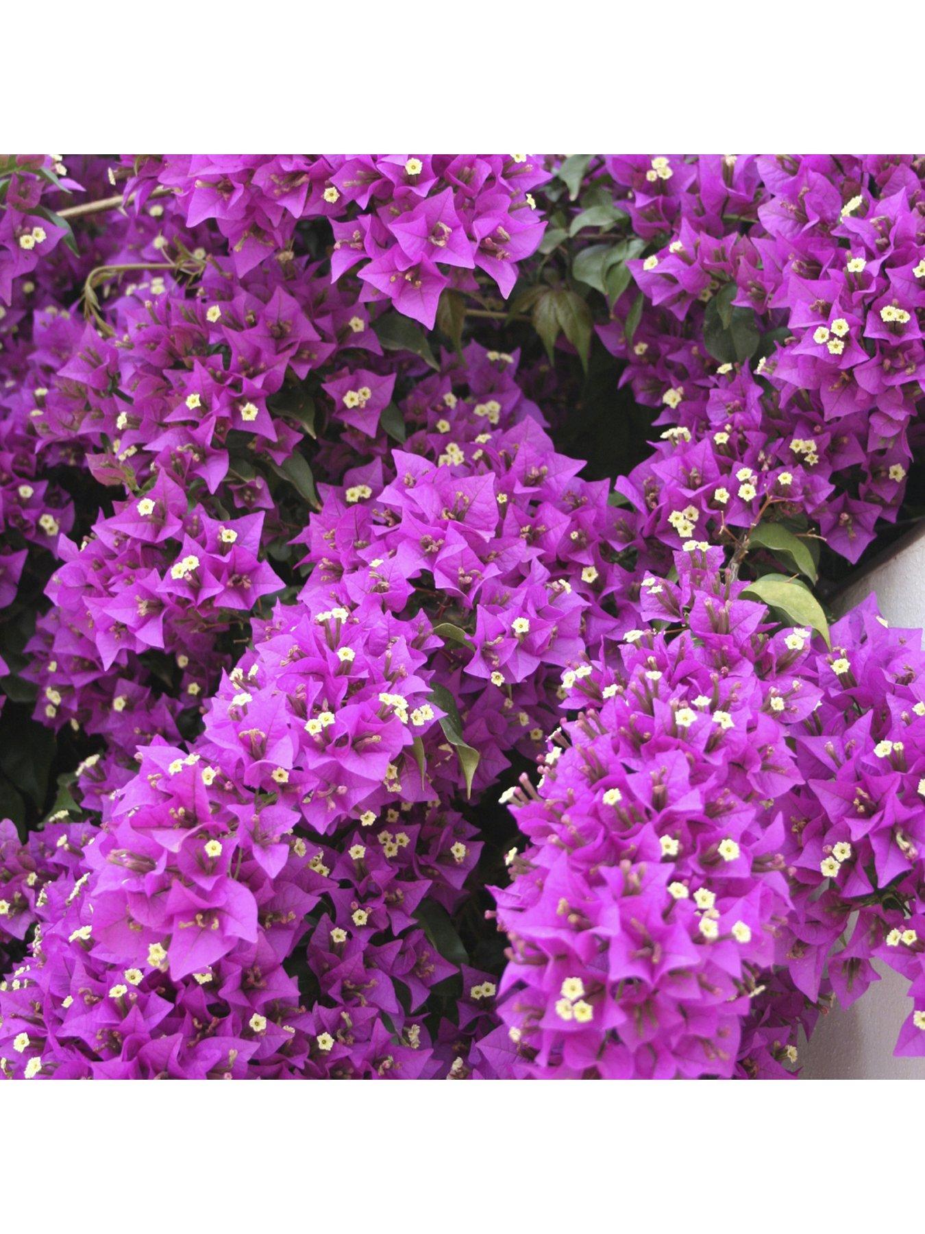 Image 4 of 5 of You Garden Bougainvillea Pink Pillar 3L Potted Plant 1.4M Tall