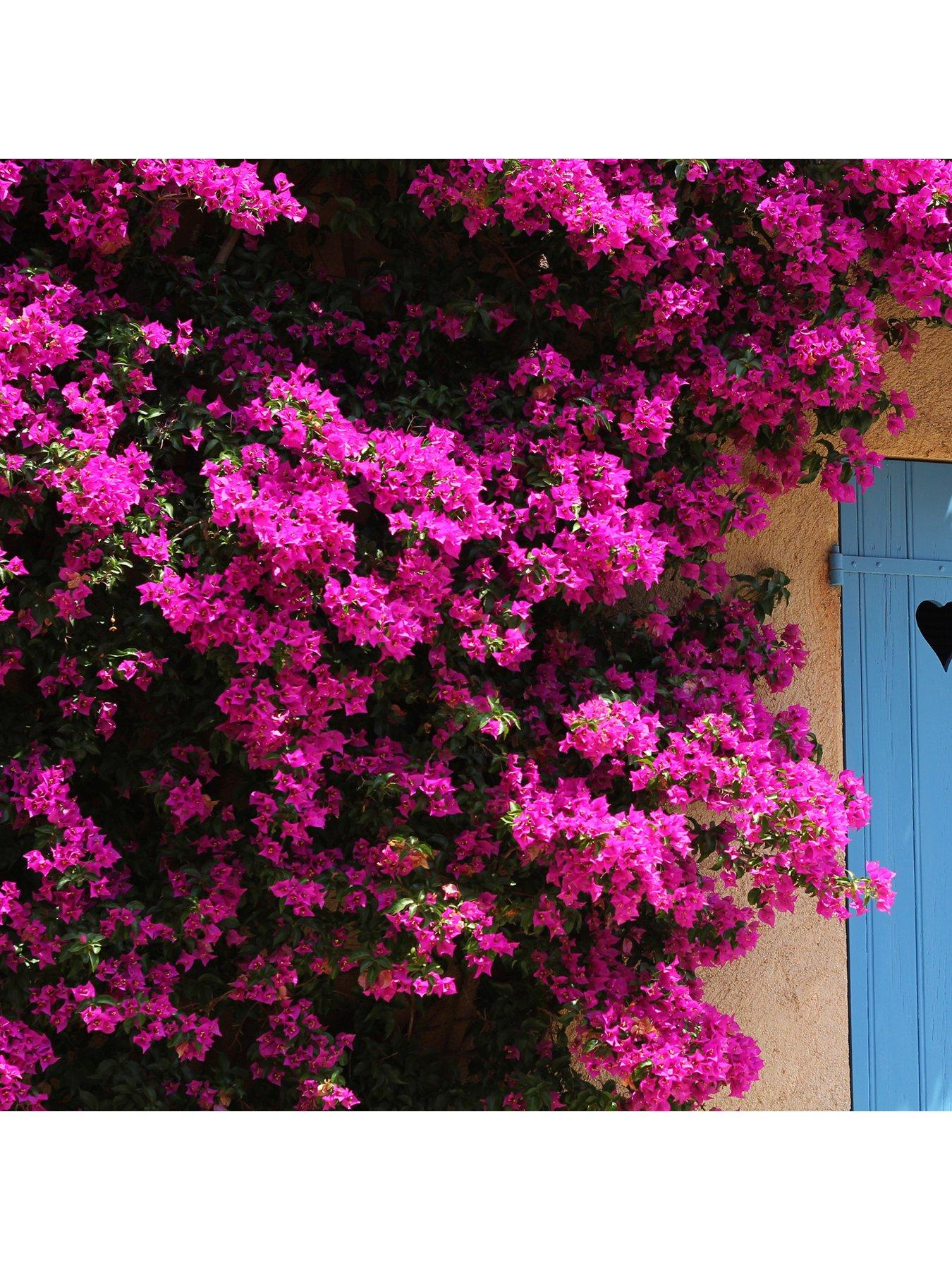 Image 5 of 5 of You Garden Bougainvillea Pink Pillar 3L Potted Plant 1.4M Tall