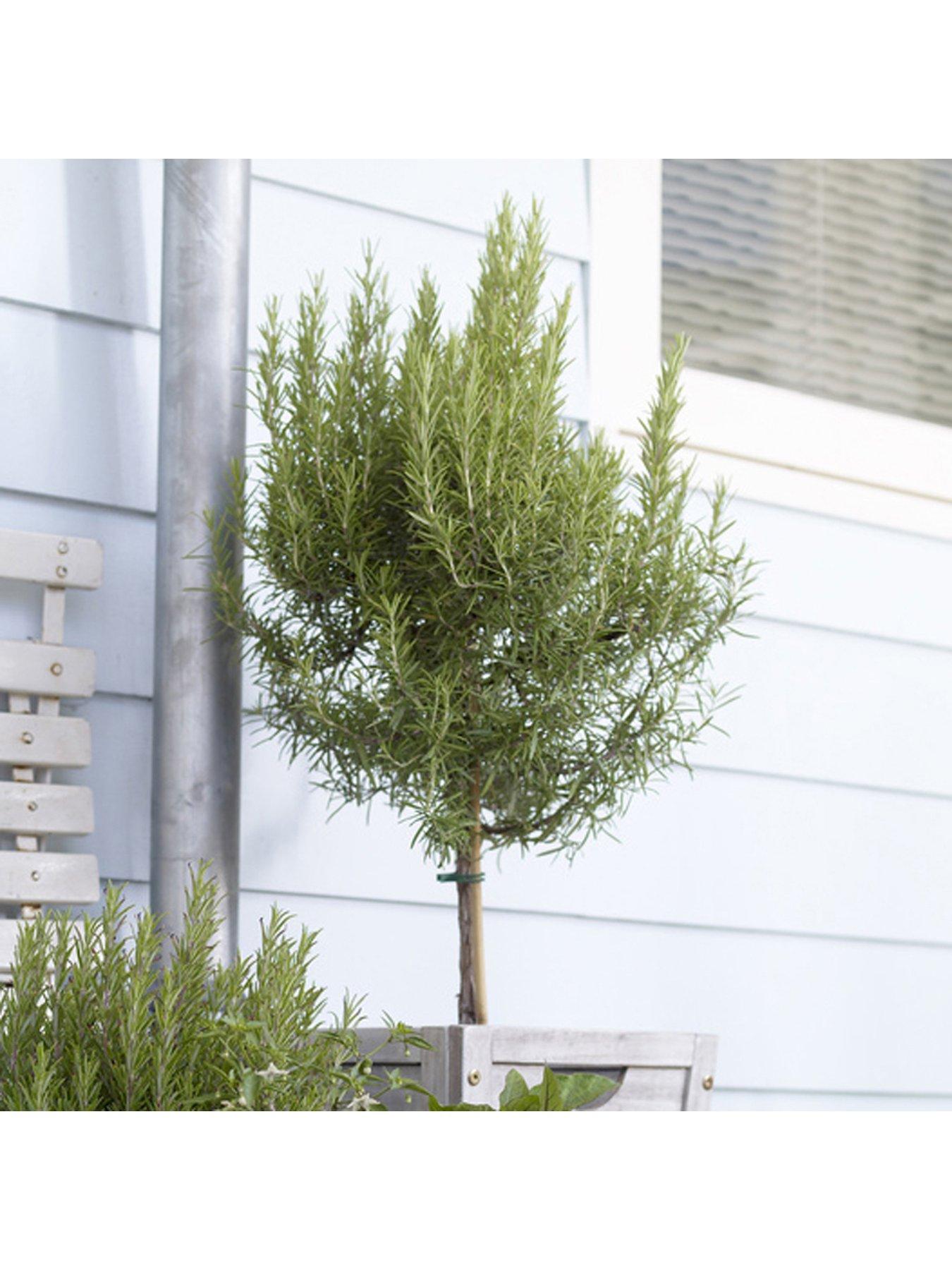 front image of you-garden-standard-rosemary-tree-3l-potted-plant-90cm-tall