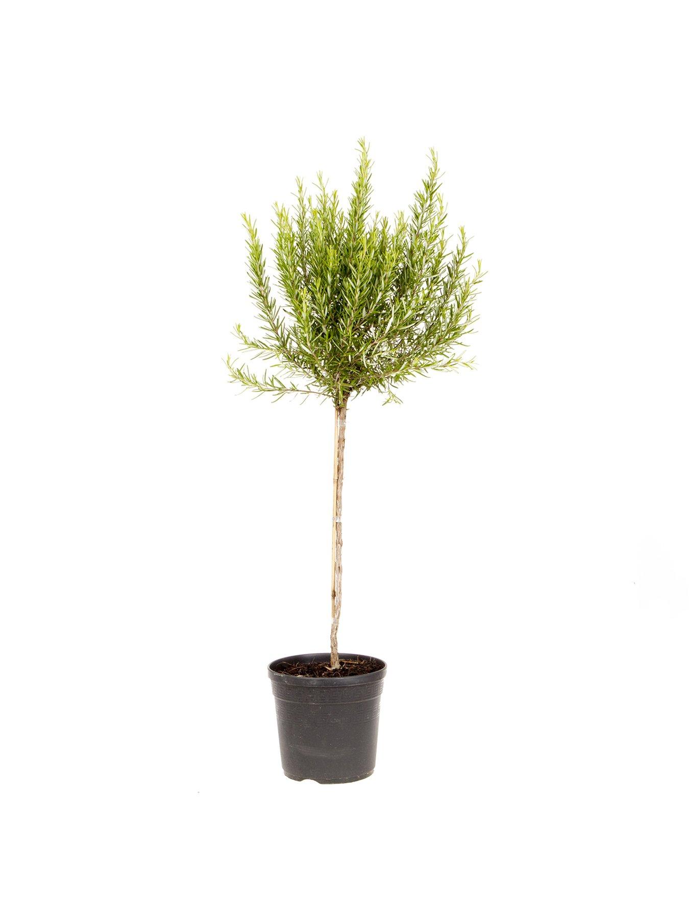 stillFront image of you-garden-standard-rosemary-tree-3l-potted-plant-90cm-tall
