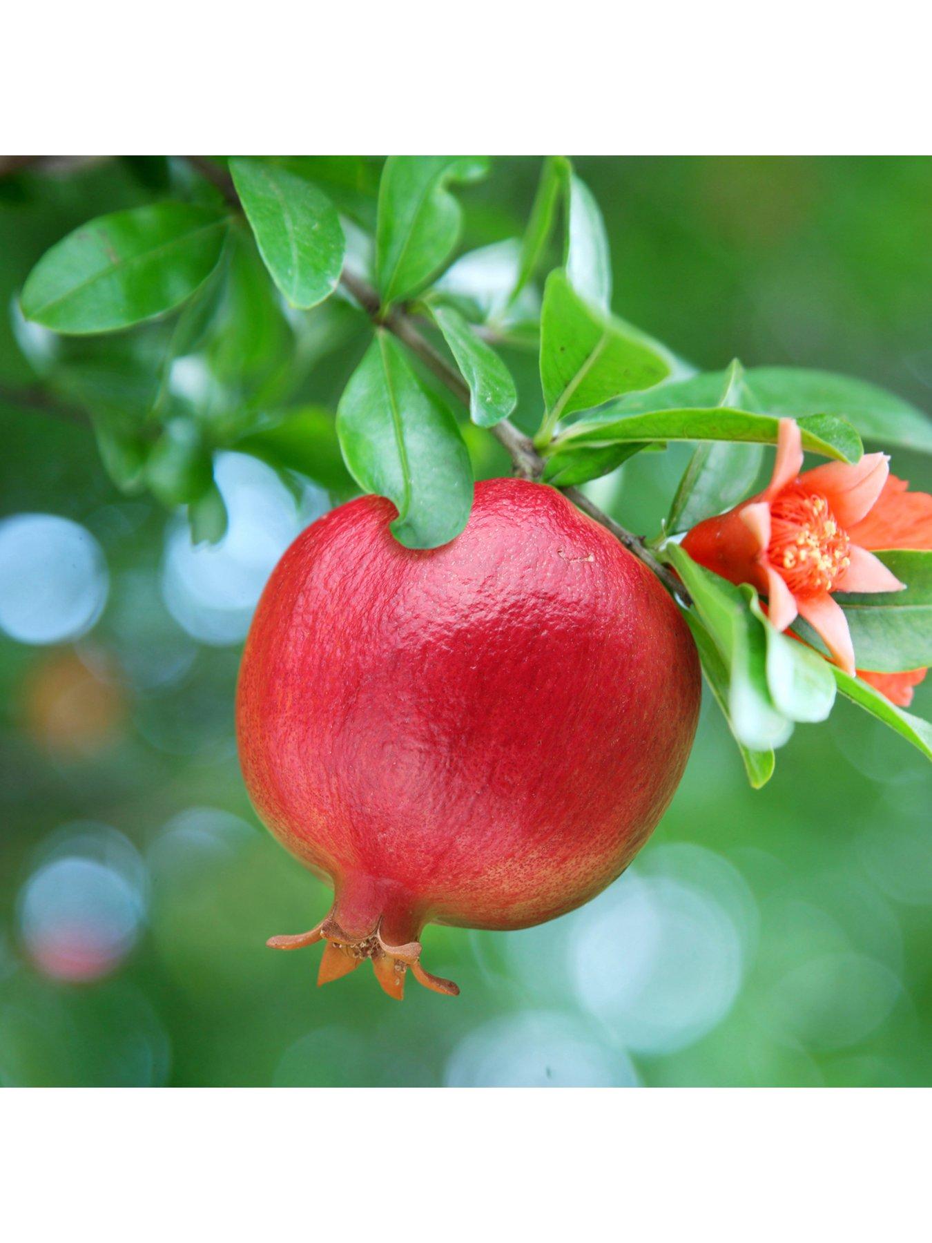 Image 1 of 4 of You Garden Hardy Pomegranate Bush 2L Potted Plant