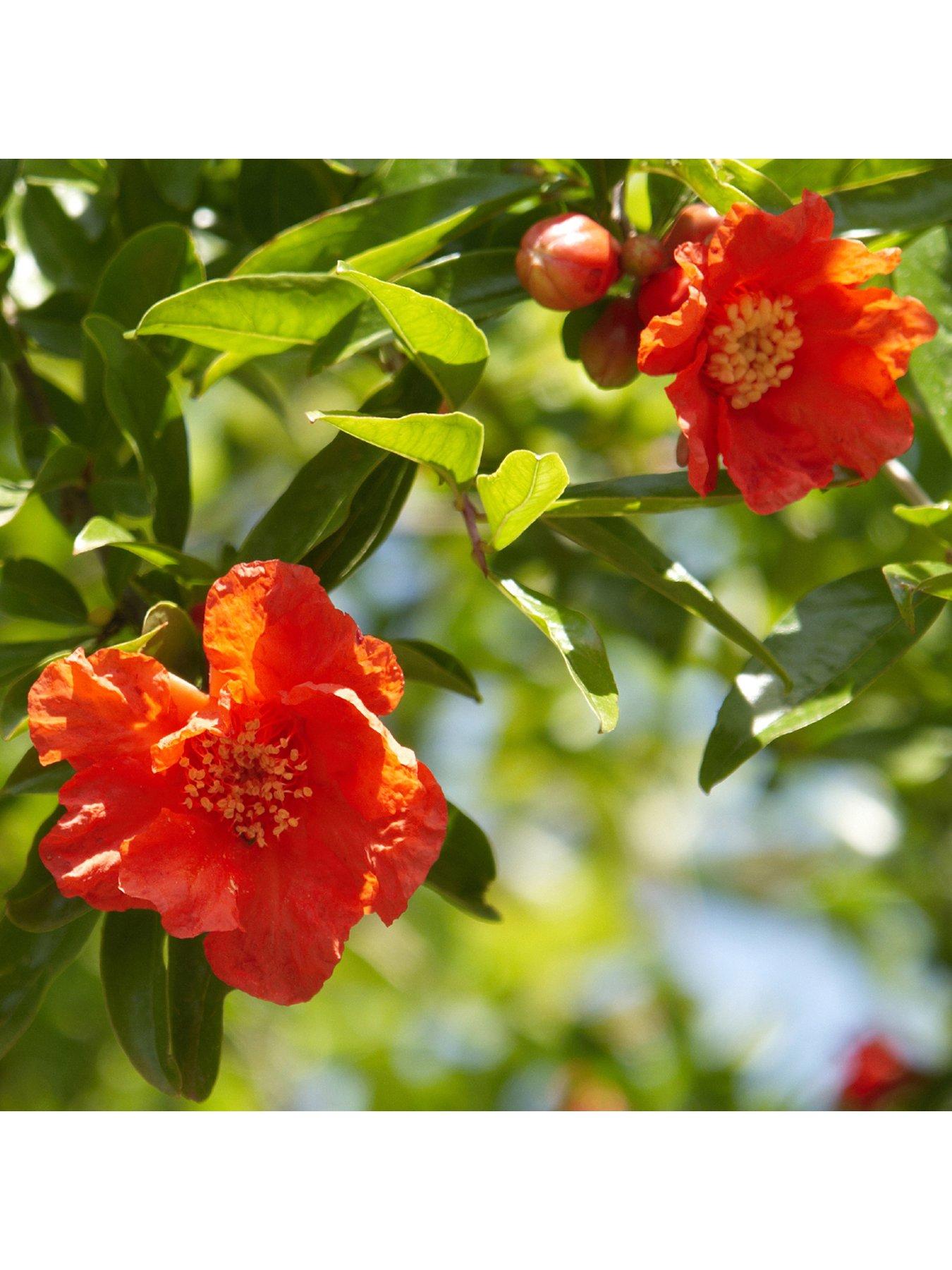 Image 2 of 4 of You Garden Hardy Pomegranate Bush 2L Potted Plant