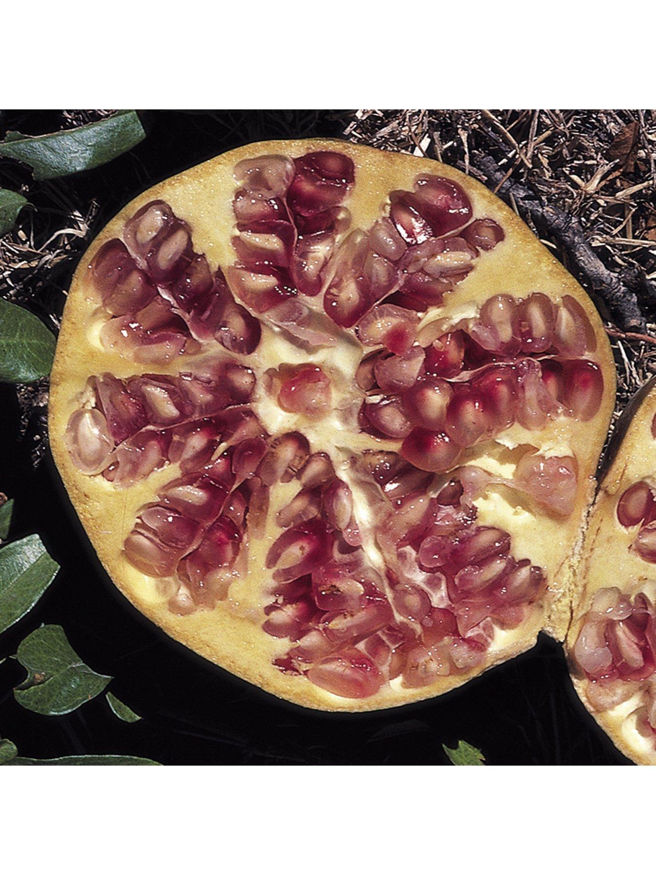 Image 3 of 4 of You Garden Hardy Pomegranate Bush 2L Potted Plant