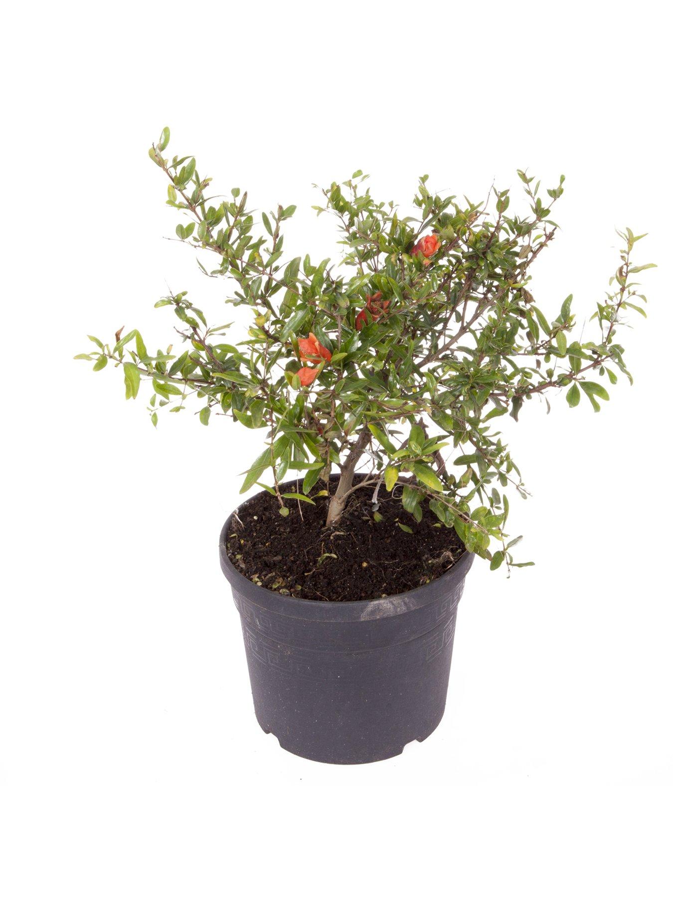 Image 4 of 4 of You Garden Hardy Pomegranate Bush 2L Potted Plant