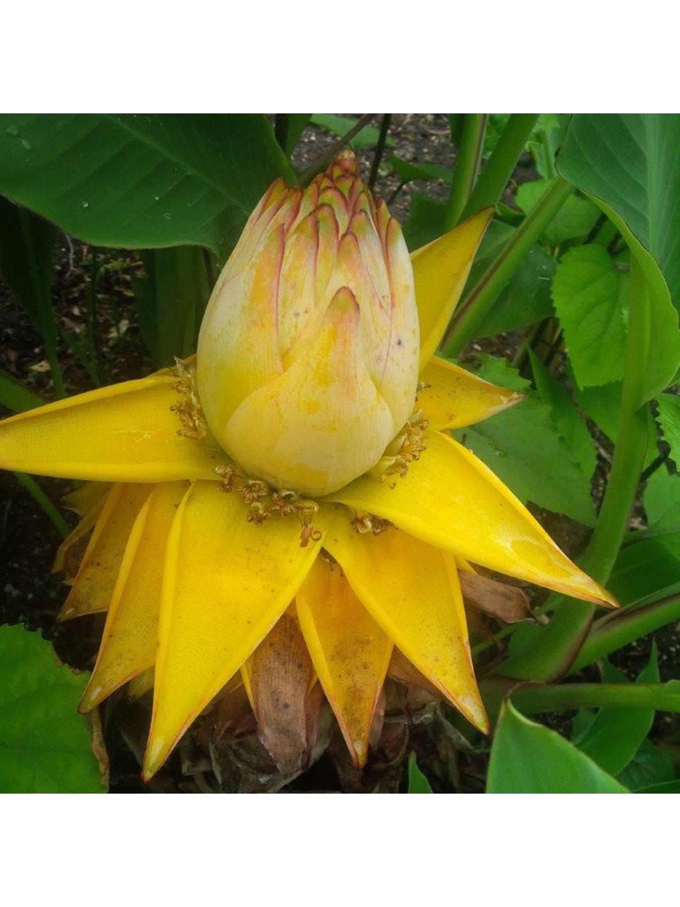 You Garden Musella lasiocarpa Chinese Hardy Banana Plant 30cm Tall 1L Potted Plant