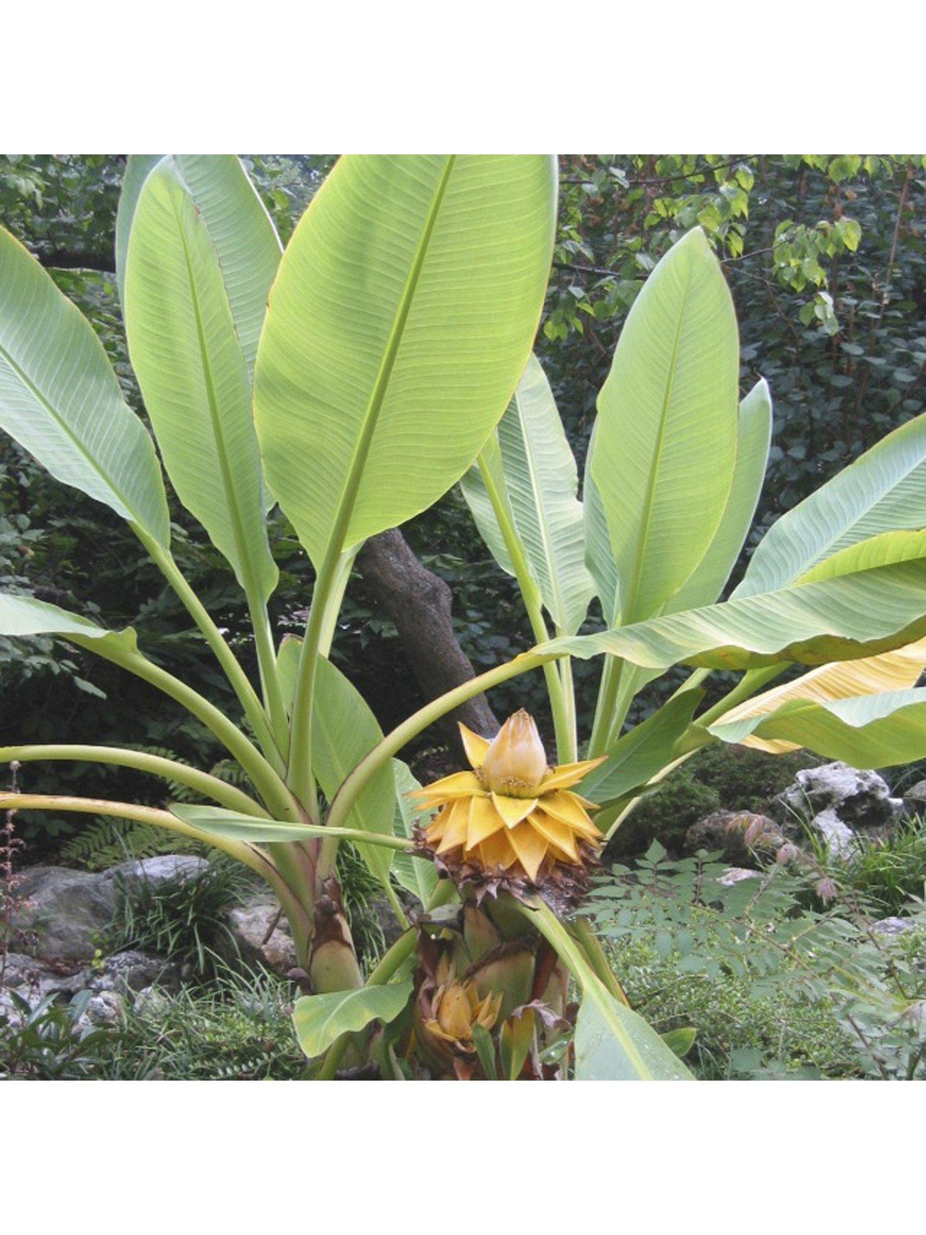 Image 2 of 5 of You Garden Musella lasiocarpa Chinese Hardy Banana Plant 30cm Tall 1L Potted Plant