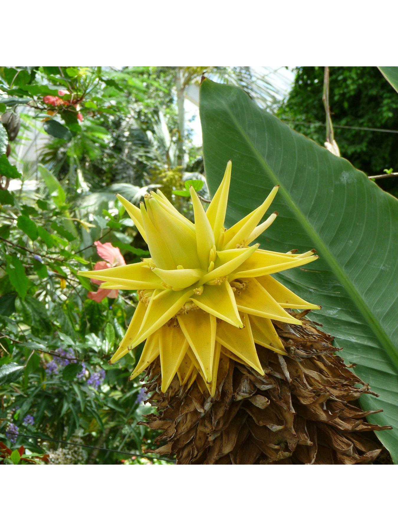 Image 3 of 5 of You Garden Musella lasiocarpa Chinese Hardy Banana Plant 30cm Tall 1L Potted Plant