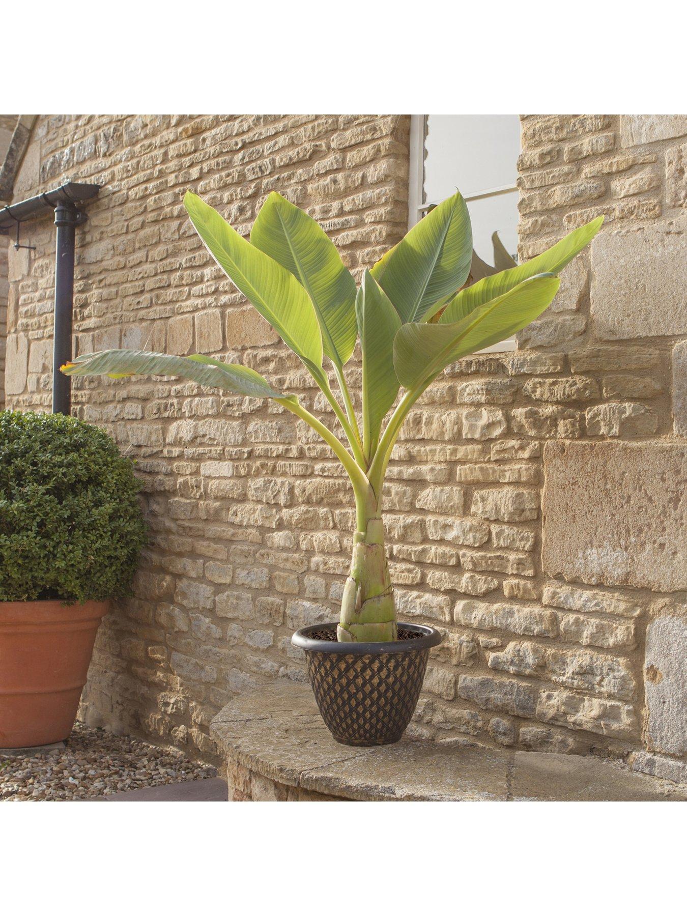 Image 4 of 5 of You Garden Musella lasiocarpa Chinese Hardy Banana Plant 30cm Tall 1L Potted Plant