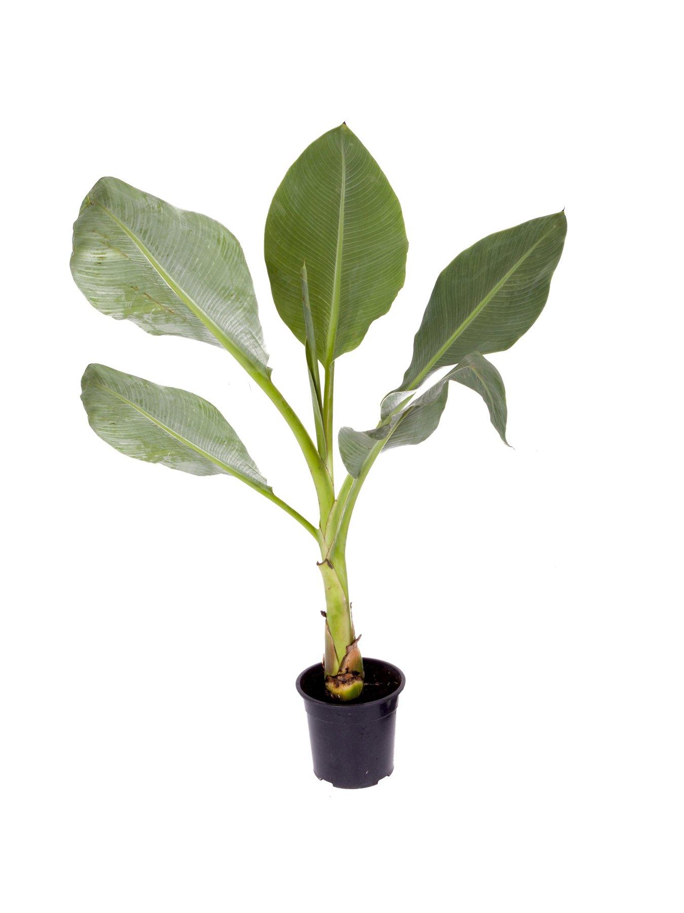 Image 5 of 5 of You Garden Musella lasiocarpa Chinese Hardy Banana Plant 30cm Tall 1L Potted Plant