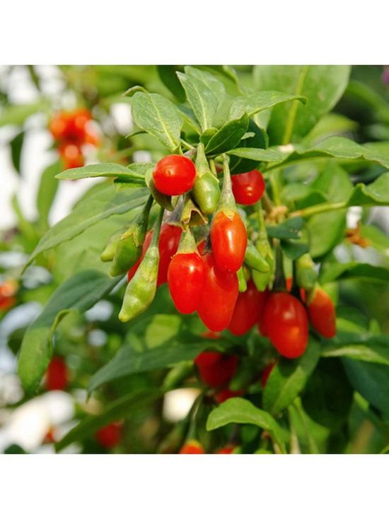 front image of goji-berry-instant-success-2l-potted-plant