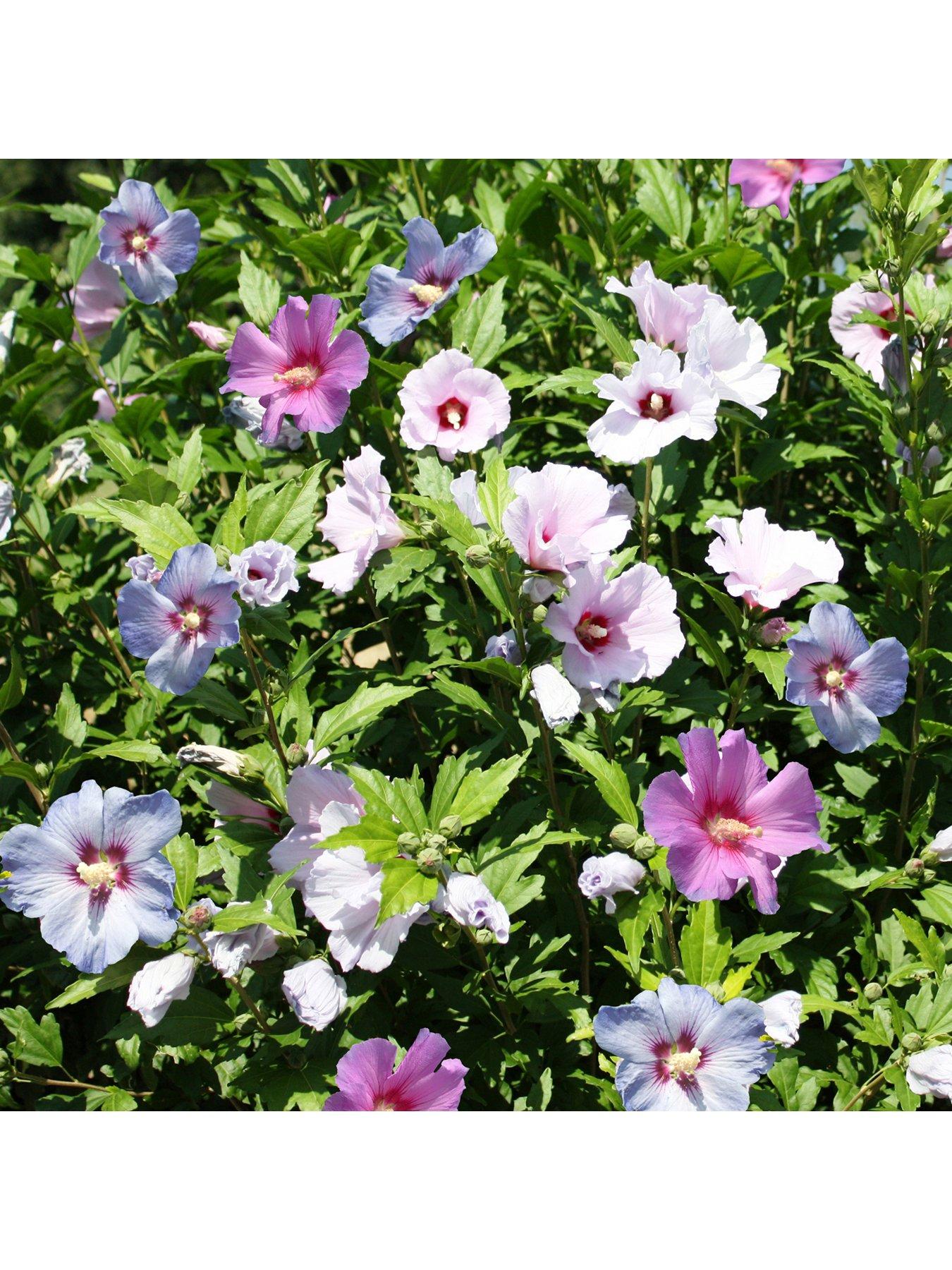 Image 1 of 3 of You Garden 3-in-1 Hibiscus Tricolour 3L Potted Plant