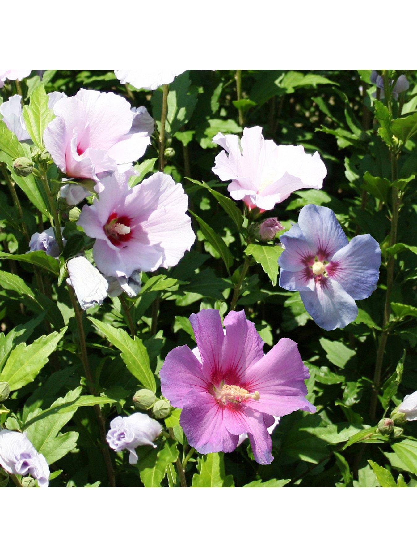 Image 2 of 3 of You Garden 3-in-1 Hibiscus Tricolour 3L Potted Plant