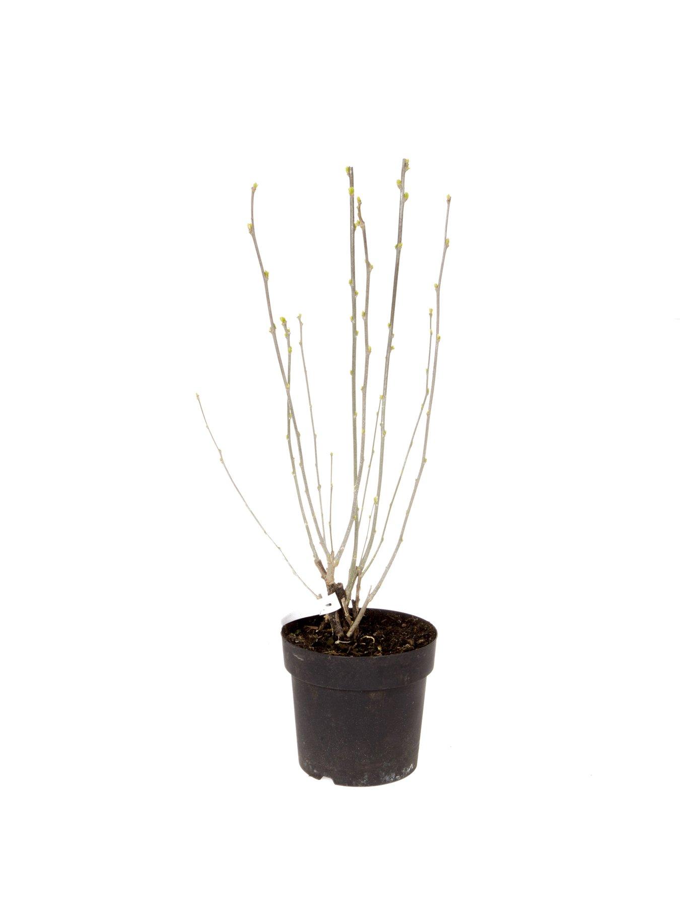 Image 3 of 3 of You Garden 3-in-1 Hibiscus Tricolour 3L Potted Plant