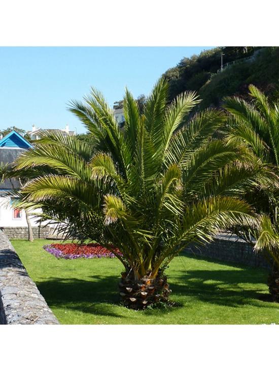 front image of pair-of-phoenix-canariensis-60-80cm-tall