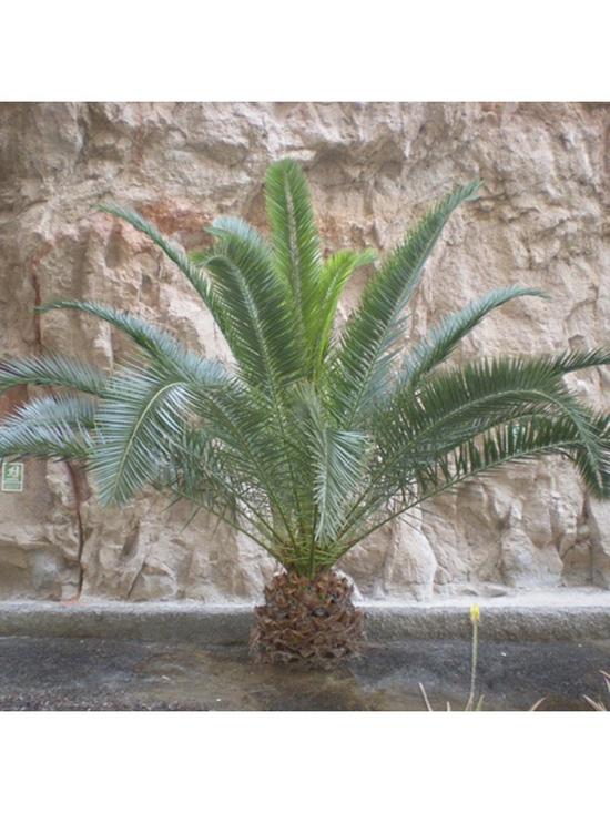 stillFront image of pair-of-phoenix-canariensis-60-80cm-tall
