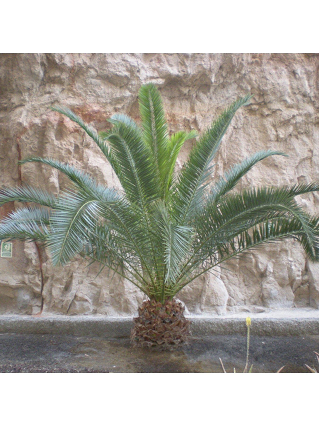 stillFront image of you-garden-pair-of-phoenix-canariensis-60-80cm-tall
