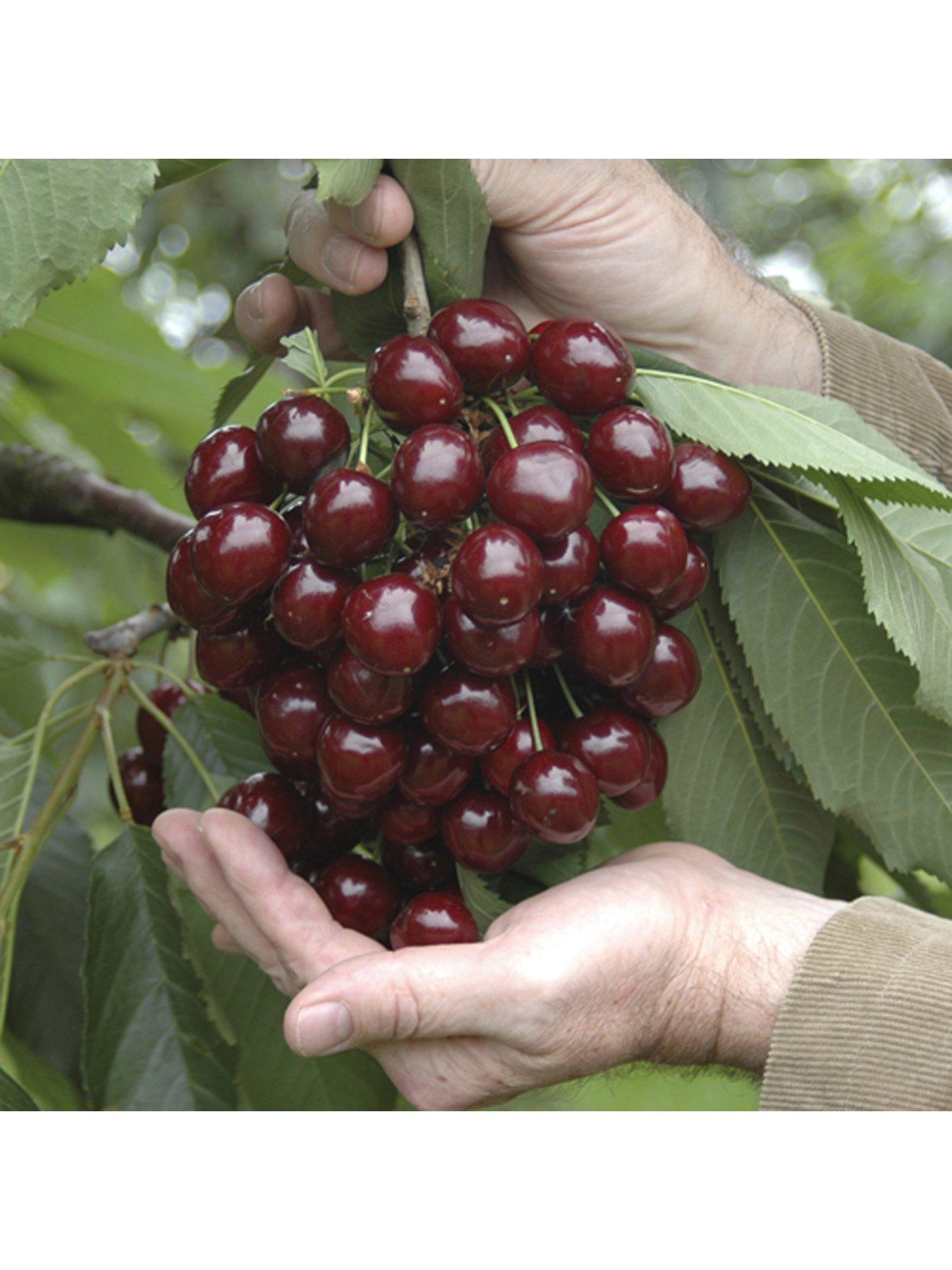 undefined Cherry Tree 'Stella' 5L