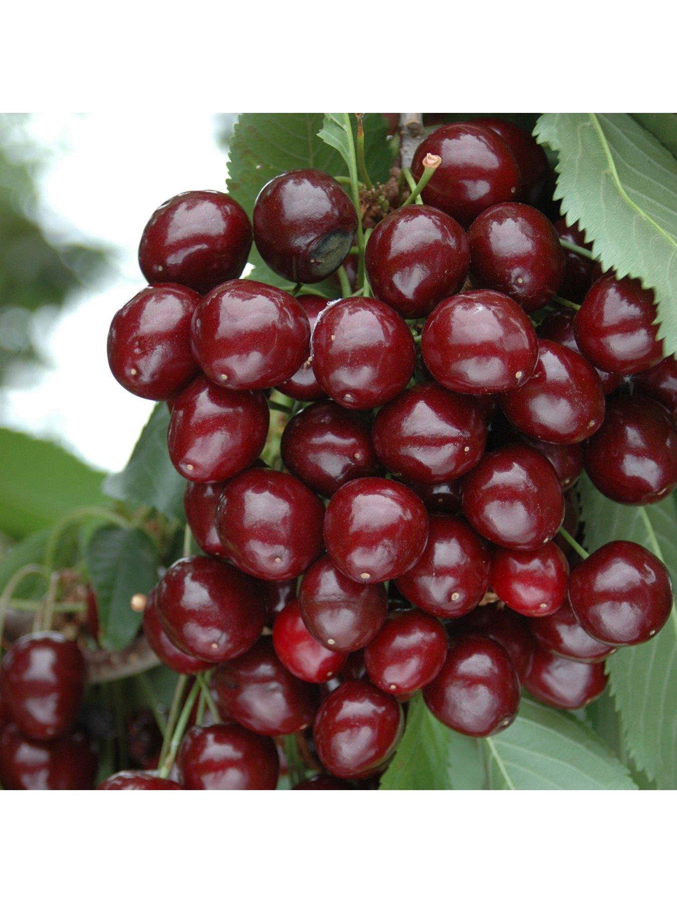 you-garden-compact-sweet-cherry-bush-porthos-3l-potted-plant