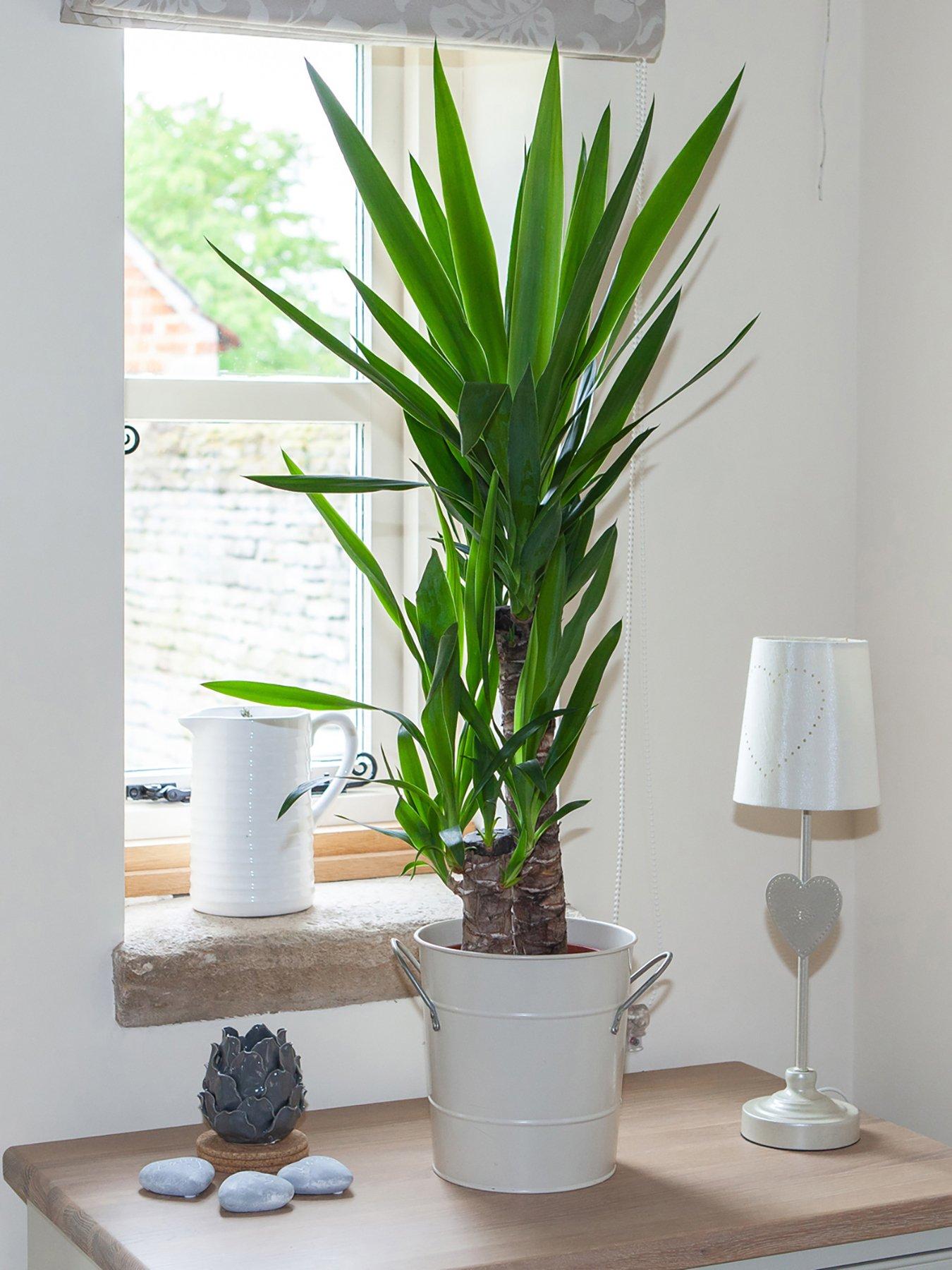 you-garden-yucca-2-stem-4520cm-in-17cm-pot-80cm-tall-green-houseplant