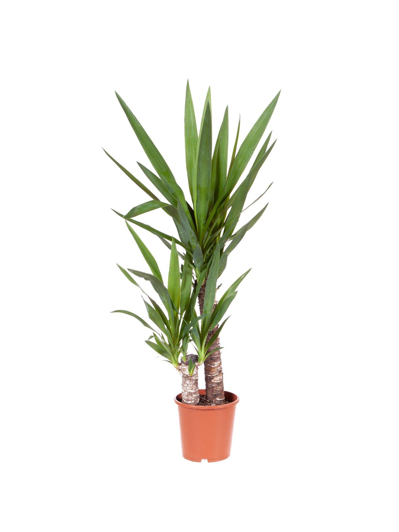  image of you-garden-yucca-2-stem-4520cm-in-17cm-pot-80cm-tall-green-houseplant