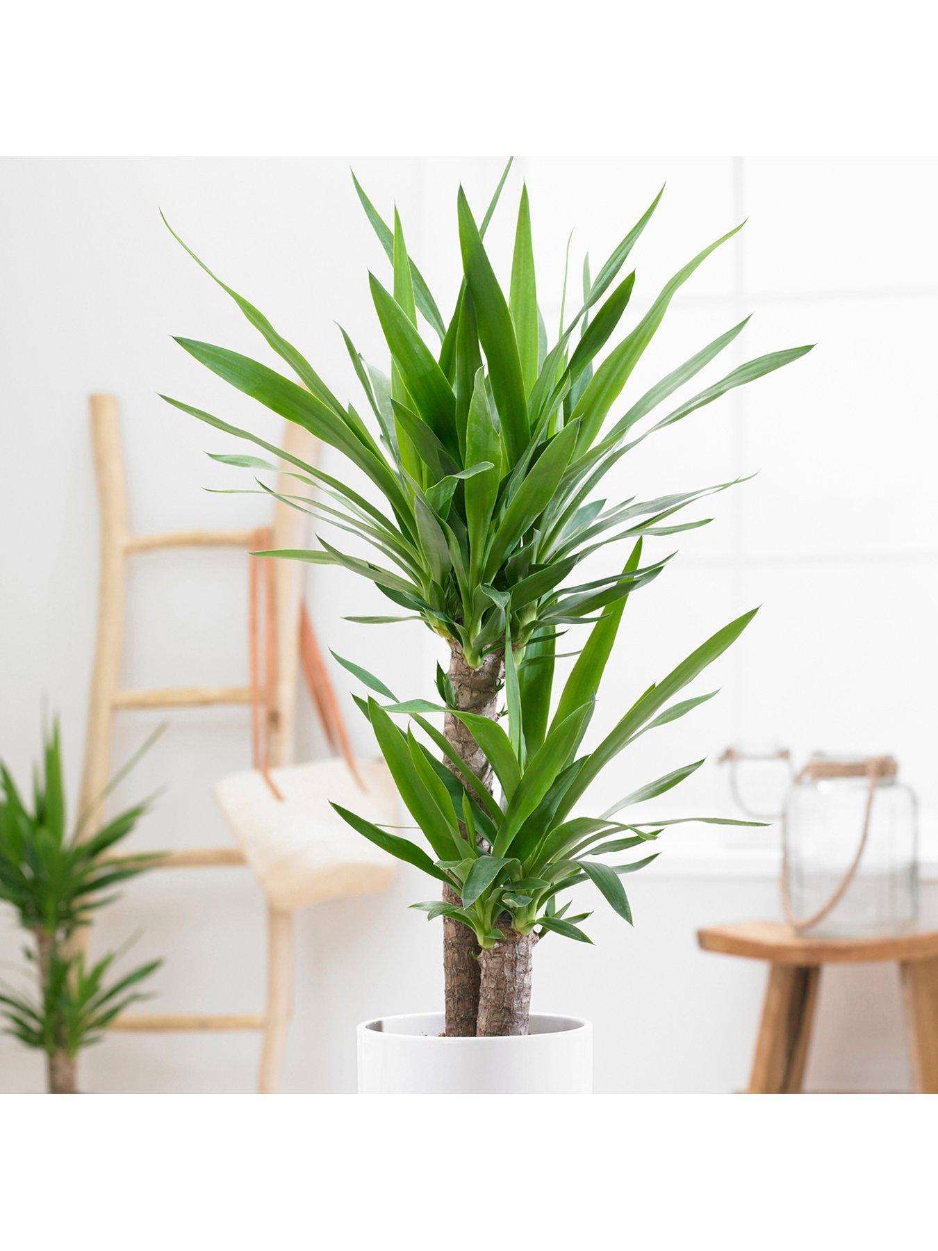  image of you-garden-yucca-2-stem-4520cm-in-17cm-pot-80cm-tall-green-houseplant