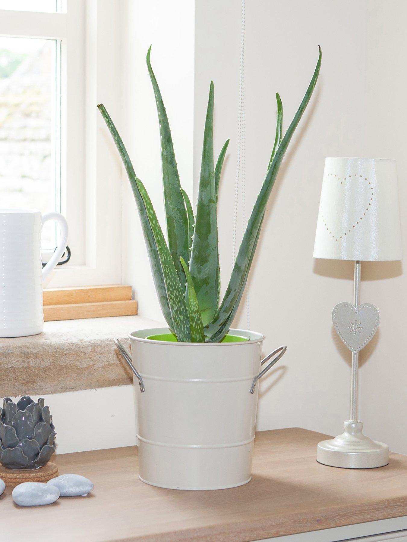 Image 1 of 5 of You Garden Aloe Vera Houseplant 50cm tall