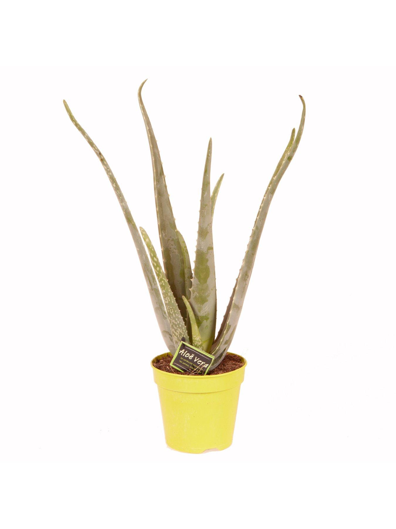 Image 2 of 5 of You Garden Aloe Vera Houseplant 50cm tall