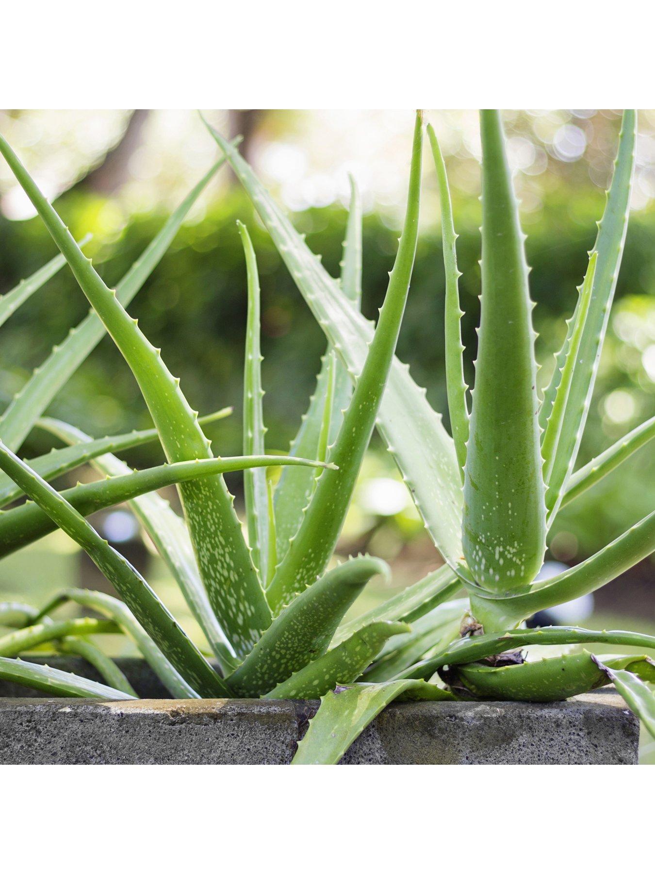 Image 3 of 5 of You Garden Aloe Vera Houseplant 50cm tall