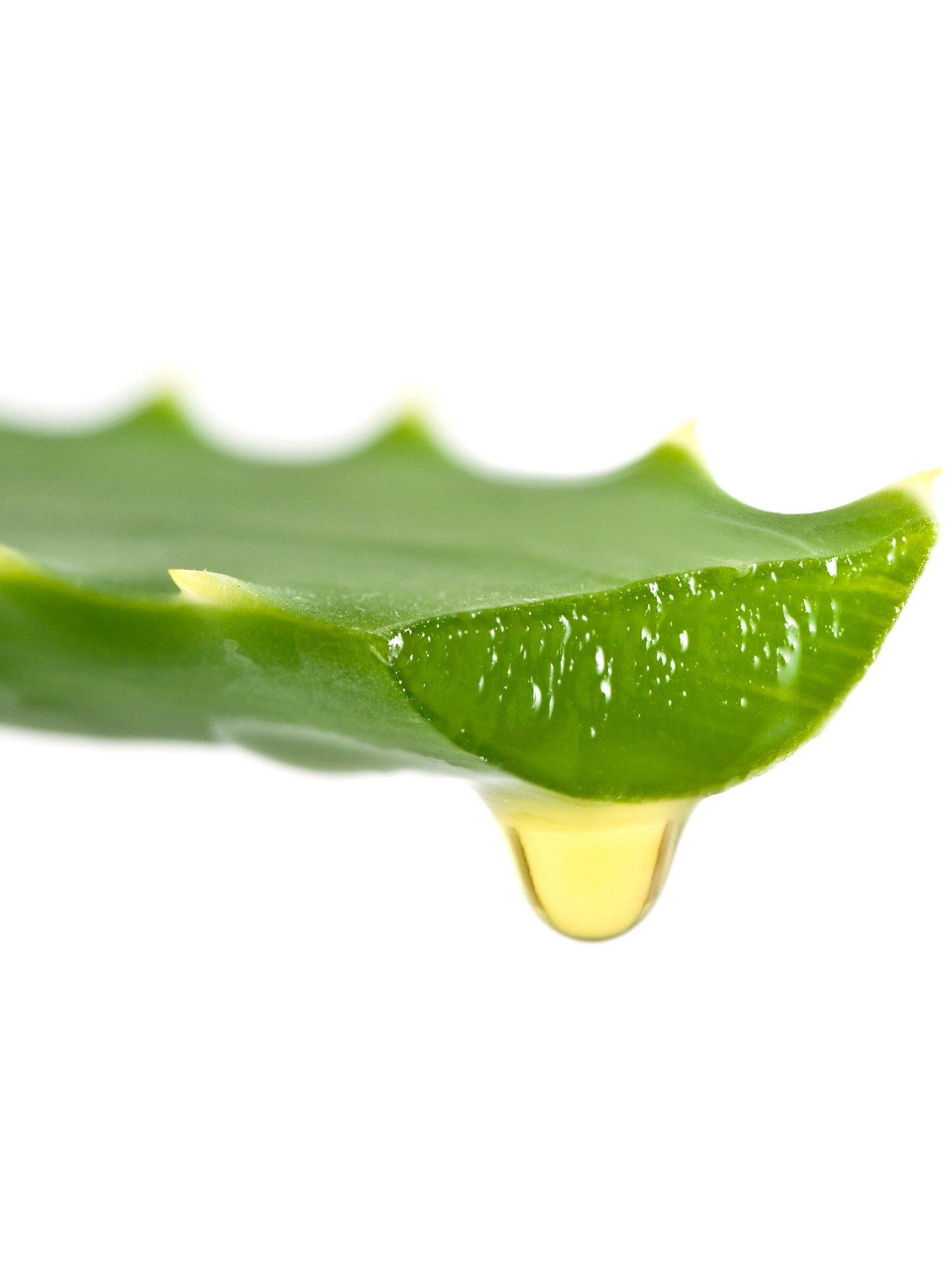 Image 4 of 5 of You Garden Aloe Vera Houseplant 50cm tall