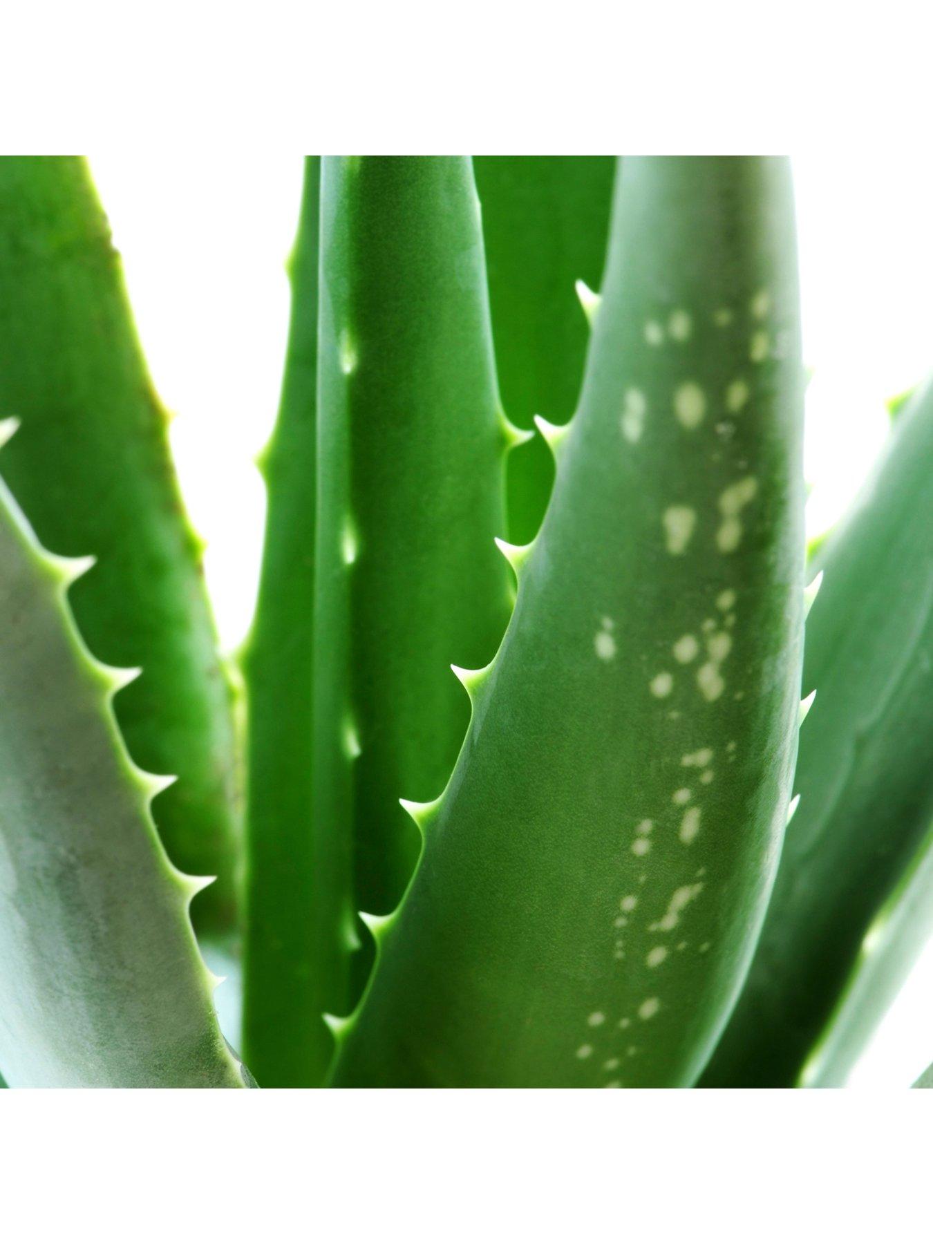 Image 5 of 5 of You Garden Aloe Vera Houseplant 50cm tall