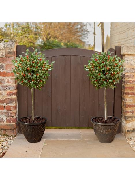 pair-of-realnbspholly-tree-standards-in-berry-with-2-gold-deco-planters