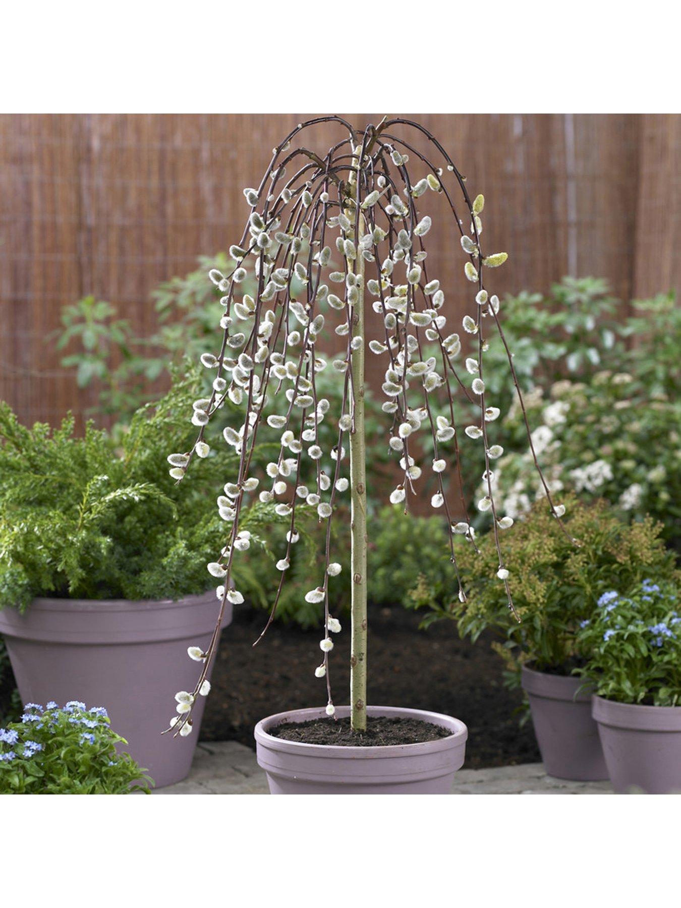 Image 1 of 3 of You Garden Salix 'Kilmarnock' -&nbsp;90cm Standard (Weeping Willow)