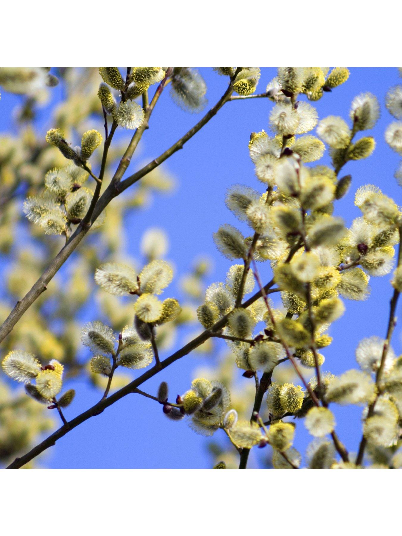 Image 2 of 3 of You Garden Salix 'Kilmarnock' -&nbsp;90cm Standard (Weeping Willow)