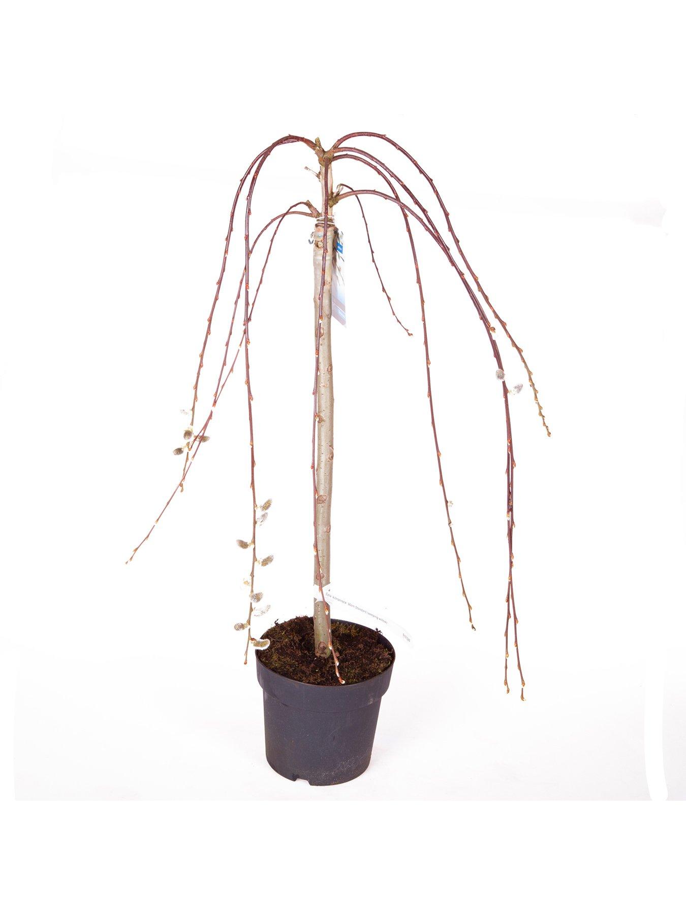 Image 3 of 3 of You Garden Salix 'Kilmarnock' -&nbsp;90cm Standard (Weeping Willow)